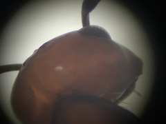 Polyergus montivagus