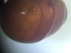 Polyergus montivagus