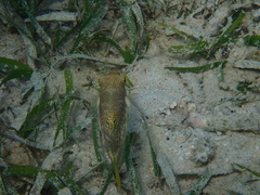 Canthigaster compressa