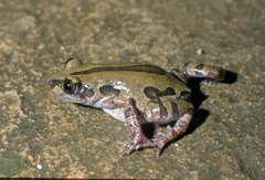 Kassina senegalensis