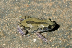 Kassina senegalensis