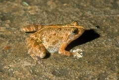 Phrynobatrachus