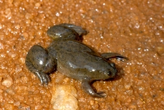 Xenopus muelleri