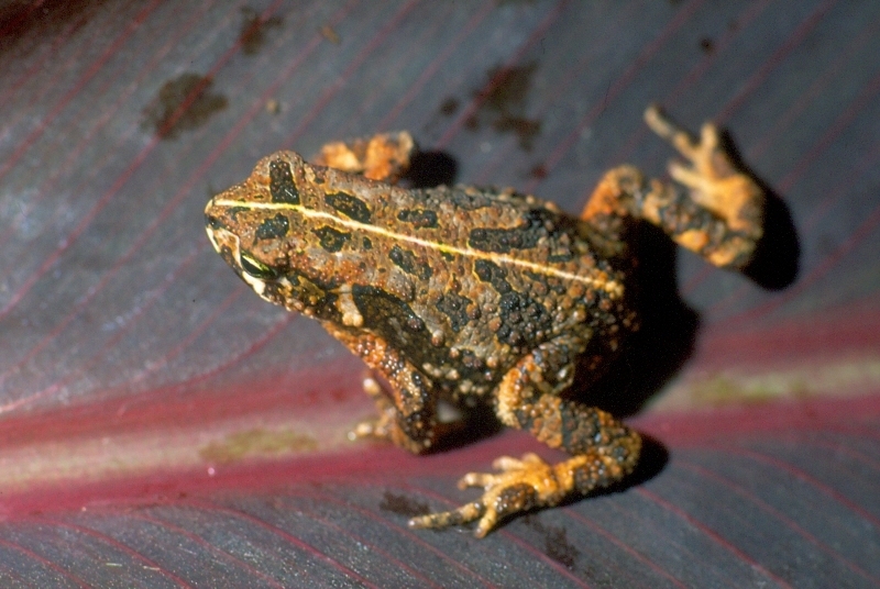 Udzungwa Toad