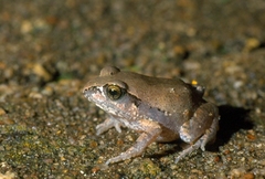Arthroleptis stenodactylus