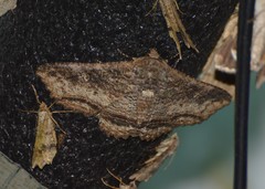 Zale strigimacula