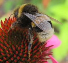 Bombus