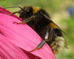 Bombus