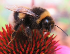 Bombus