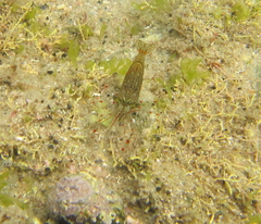 Palaemon affinis