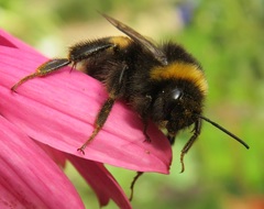 Bombus