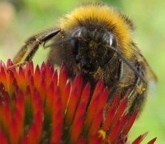 Bombus