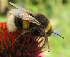 Bombus