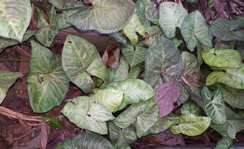 Syngonium neglectum, photograph 5