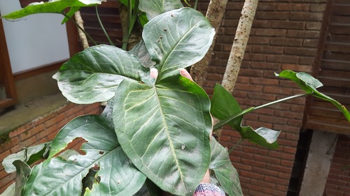 Syngonium neglectum, photograph 6