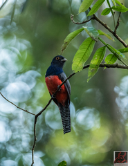 Trogon curucui