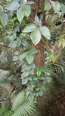 Syngonium neglectum