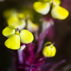 Triphysaria eriantha