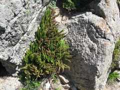 Polystichum lemmonii