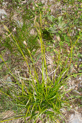 Carex sempervirens