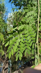 Leucaena lanceolata