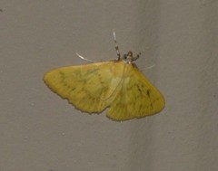 Loxomorpha flavidissimalis