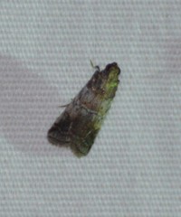 Chararica hystriculella