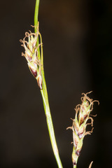 Carex sempervirens