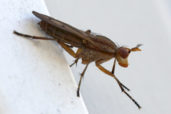 Tetanocera plebeja
