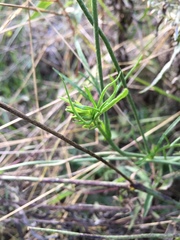 Callirhoe involucrata tenuissima