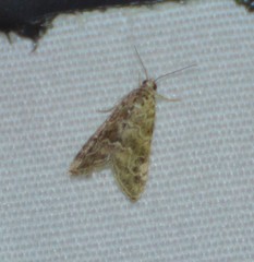 Hellula