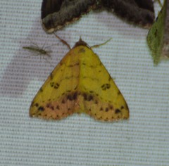 Hemeroplanis floccalis