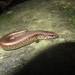 Brown Forest Skink - Photo (c) Diego Arenas, some rights reserved (CC BY-NC), uploaded by Diego Arenas