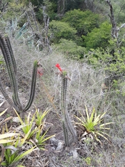 Borzicactus sepium