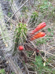 Borzicactus sepium