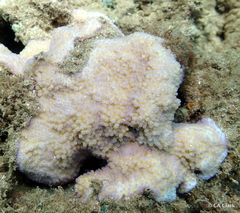 Montipora patula