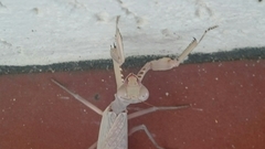 Sphodropoda quinquedens