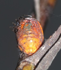 Myrmicaria nigra