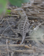 Holbrookia subcaudalis