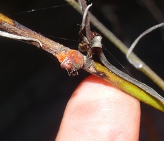 Myrmicaria nigra