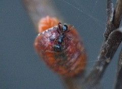 Myrmicaria nigra