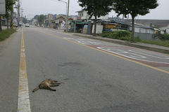 Prionailurus bengalensis