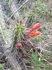 Borzicactus sepium