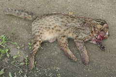 Prionailurus bengalensis