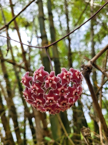 Image of Hoya pubicalyx by (c) Wes Gapp, some rights reserved (CC BY)