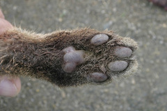 Prionailurus bengalensis