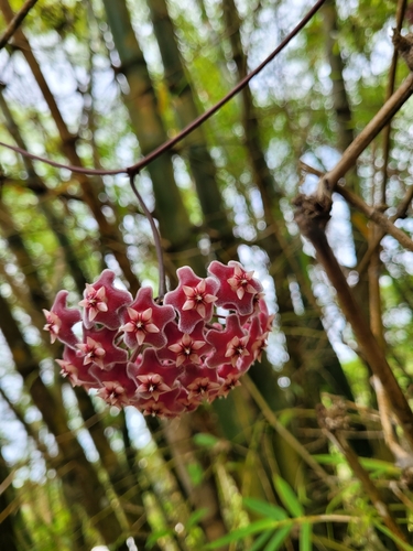 Image of Hoya pubicalyx by (c) Wes Gapp, some rights reserved (CC BY)