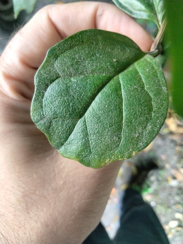 Buddleja indica, photograph 2