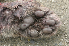 Prionailurus bengalensis