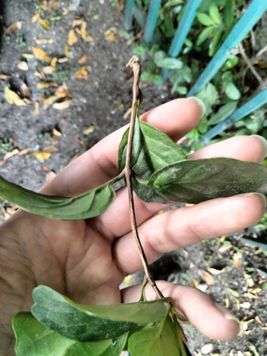 Image of Buddleja indica by (c) Ben Machado, some rights reserved (CC BY)